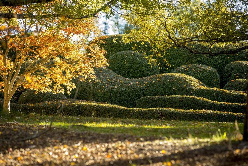 Mount Lofty Botanic Garden